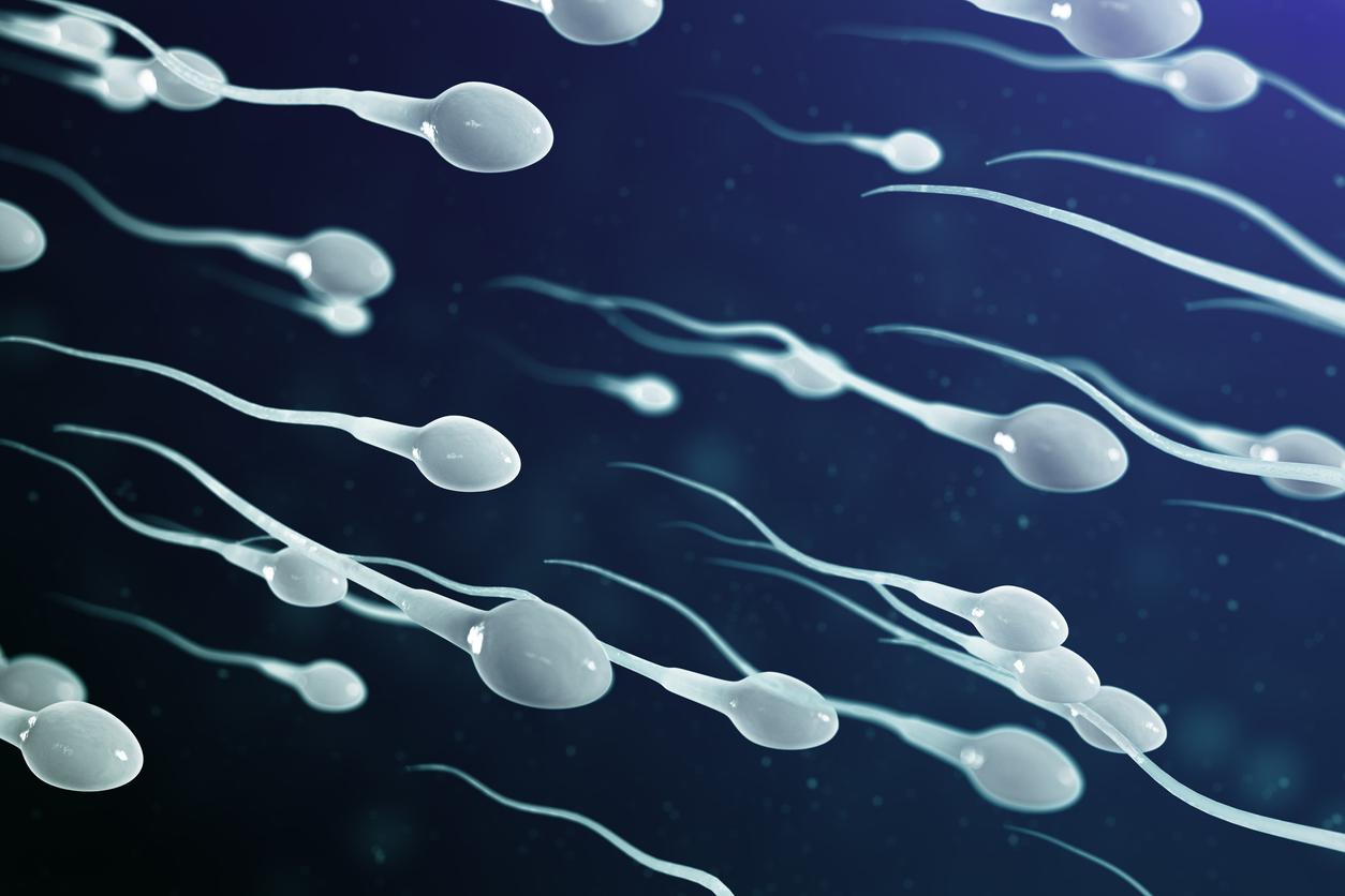 Spermatozoïdes